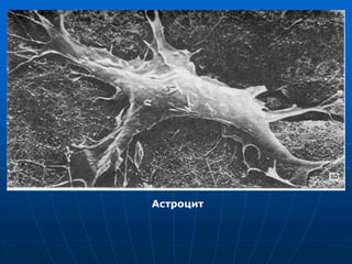 Астроцит
 