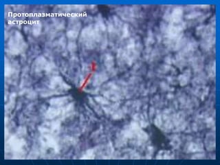 Протоплазматический
астроцит
 