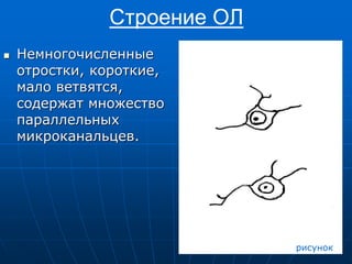 Строение ОЛ
 Немногочисленные
отростки, короткие,
мало ветвятся,
содержат множество
параллельных
микроканальцев.
рисунок
 