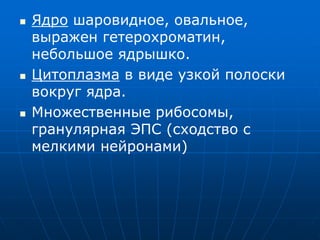  Ядро шаровидное, овальное,
выражен гетерохроматин,
небольшое ядрышко.
 Цитоплазма в виде узкой полоски
вокруг ядра.
 Множественные рибосомы,
гранулярная ЭПС (сходство с
мелкими нейронами)
 