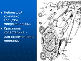  Небольшой
комплекс
Гольджи,
микроканальцы.
 Кристаллы
холестерина –
для строительства
миелина.
 