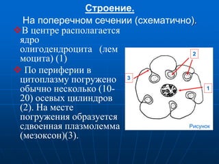 Строение.
На поперечном сечении (схематично).
В центре располагается
ядро
олигодендроцита (лем
моцита) (1)
 По периферии в
цитоплазму погружено
обычно несколько (10-
20) осевых цилиндров
(2). На месте
погружения образуется
сдвоенная плазмолемма
(мезоксон)(3).
1
2
3
Рисунок
 