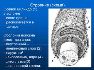 Осевой цилиндр (1)
в волокне
 всего один и
 располагается в
центре.
Оболочка волокна
имеет два слоя:
 внутренний –
миелиновый слой (2)
 наружный –
нейролемма, ядро (4)
цитоплазма(3)
шванновской клетки.
Строение (схема).
2
 