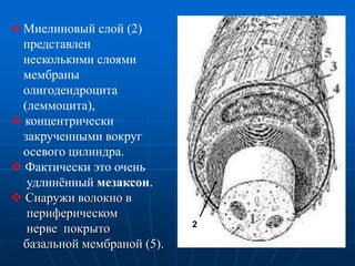  Миелиновый слой (2)
представлен
несколькими слоями
мембраны
олигодендроцита
(леммоцита),
 концентрически
закрученными вокруг
осевого цилиндра.
 Фактически это очень
удлинённый мезаксон.
 Снаружи волокно в
периферическом
нерве покрыто
базальной мембраной (5).
2
 