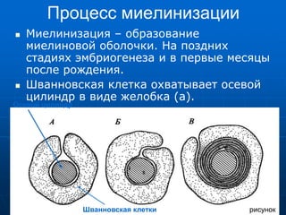 Процесс миелинизации
 Миелинизация – образование
миелиновой оболочки. На поздних
стадиях эмбриогенеза и в первые месяцы
после рождения.
 Шванновская клетка охватывает осевой
цилиндр в виде желобка (а).
рисунок
Осевой цилиндр
Шванновская клетки
 