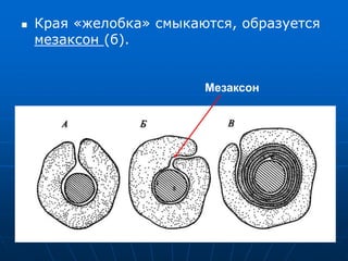  Края «желобка» смыкаются, образуется
мезаксон (б).
Мезаксон
 