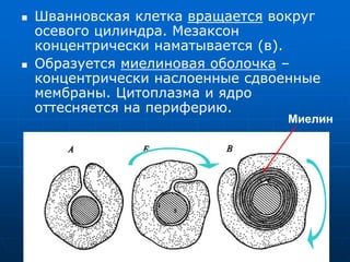  Шванновская клетка вращается вокруг
осевого цилиндра. Мезаксон
концентрически наматывается (в).
 Образуется миелиновая оболочка –
концентрически наслоенные сдвоенные
мембраны. Цитоплазма и ядро
оттесняется на периферию.
Миелин
 