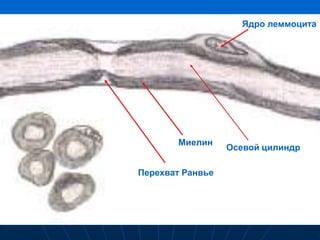 Перехват Ранвье
Ядро леммоцита
Миелин
Осевой цилиндр
 