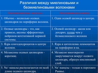 Различия между миелиновыми и
безмиелиновыми волокнами
Безмиелиновые волокна Миелиновые волокна
1. Обычно - несколько осевых
цилиндров по периферии волокна.
1. Один осевой цилиндр в центре.
2. Осевые цилиндры - это, как
правило, аксоны эфферентных
нейронов вегетативной нервной
системы.
2. Осевой цилиндр - аксон или
дендрит, толще чем у
безмиелинового волокна
3. Ядра олигодендроцитов в центре
волокон.
3. Ядра и цитоплазма леммоцитов
на периферии в-на.
4. Мезаксоны осевых цилиндров -
короткие.
4. Мезаксон многократно
закручивается вокруг осевого
цилиндра, образуя миелиновый
слой.
5. Na+-каналы располагаются по всей
длине осевого цилиндра.
5. Na+-каналы - только в перехвате
Ранвье.
 