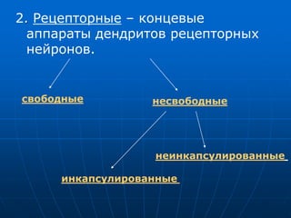 2. Рецепторные – концевые
аппараты дендритов рецепторных
нейронов.
свободные несвободные
инкапсулированные
неинкапсулированные
 