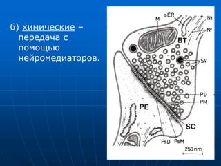 б) химические –
передача с
помощью
нейромедиаторов.
 