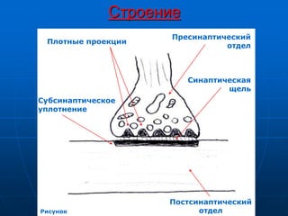 Строение
Плотные проекции
Субсинаптическое
уплотнение
Пресинаптический
отдел
Синаптическая
щель
Постсинаптический
отдел
Рисунок
 