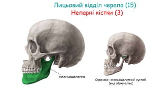 Скронево-нижньощелепний суглоб
(вид збоку-зліва)
Лицьовий відділ черепа (15)
нижньощелепна
Непарні кістки (3)
 