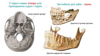 Заглибини для зубів - лунки
Щелепа 6-річної дитини
Щелепа дорослої людини
У черепі наявні отвори для
проходження судин і нервів
отвір сонної артерії
 