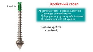 Хребетний стовп
Хребетний стовп – основа всього тіла:
1) захищає спинний мозок;
2) бере участь у рухах тулуба і голови;
3) складається з 33-34 хребців
Відділи хребта:
- шийний;
7 хребців
 