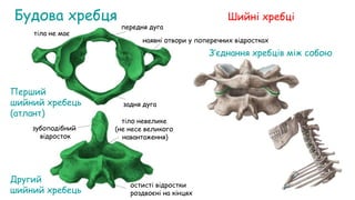 Будова хребця
наявні отвори у поперечних відростках
Шийні хребці
остисті відростки
роздвоєні на кінцях
Перший
шийний хребець
(атлант)
Другий
шийний хребець
З’єднання хребців між собою
тіла не має
тіло невелике
(не несе великого
навантаження)
задня дуга
передня дуга
зубоподібний
відросток
 