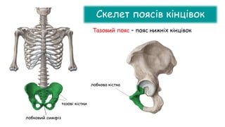 Скелет поясів кінцівок
Тазовий пояс – пояс нижніх кінцівок
лобкова кістка
тазові кістки
лобковий симфіз
 