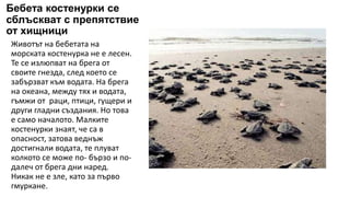 Морска Костенурка.pptx