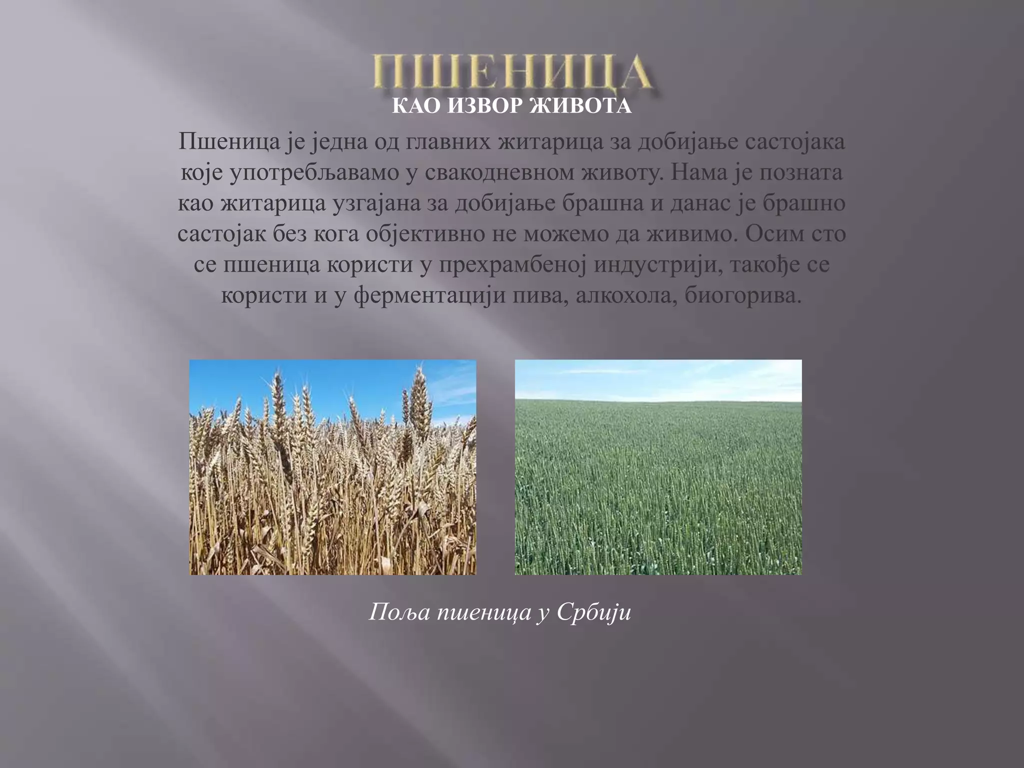 ПШЕНИЦА.pptx