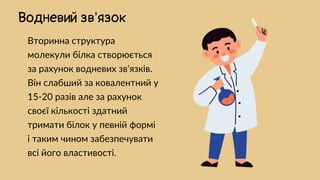 Вторинна структура
молекули білка створюється
за рахунок водневих зв‘язків.
Він слабший за ковалентний у
15-20 разів але за рахунок
своєї кількості здатний
тримати білок у певній формі
і таким чином забезпечувати
всі його властивості.
Водневий зв'язок
 