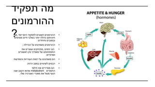 ‫מה‬
‫תפקיד‬
‫ההורמונים‬
? •
‫ההורמונים‬
‫חשובים‬
‫לתפקוד‬
‫היום־יומי‬
,
‫אך‬
‫חיוניותם‬
‫גדולה‬
‫יותר‬
‫בשלבי‬
‫חיים‬
‫מסוימים‬
‫ובמצבים‬
‫מיוחדים‬
:
•
‫ההורמונים‬
‫משפיעים‬
‫על‬
‫הגדילה‬
;
•
‫הם‬
‫יוזמים‬
,
‫מתחזקים‬
‫ועוצרים‬
‫את‬
‫התפתחותם‬
‫של‬
‫מאפייני‬
‫מין‬
‫ראשוניים‬
‫ושניוניים‬
;
•
‫הם‬
‫משפיעים‬
‫על‬
‫רמות‬
‫העוררות‬
‫והמודעות‬
•
‫הבסיס‬
‫לשינויים‬
‫במצב‬
‫הרוח‬
;
•
‫הם‬
‫מסדירים‬
‫את‬
‫חילוף‬
‫החומרים‬
metabolism
‫שהוא‬
‫הקצב‬
‫שבו‬
‫הגוף‬
‫מנצל‬
‫את‬
‫מאגרי‬
‫האנרגיה‬
‫שלו‬
.
 