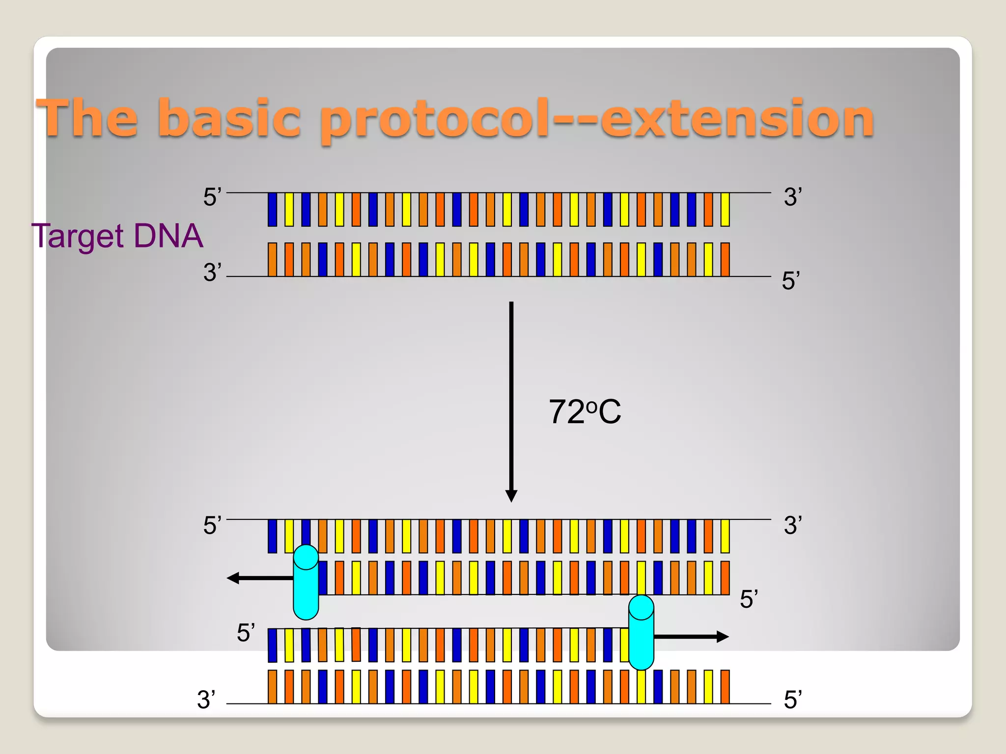 The basic protocol--extension
72oC
5’ 3’
3’ 5’
5’ 3’
3’ 5’
5’
5’
Target DNA
 