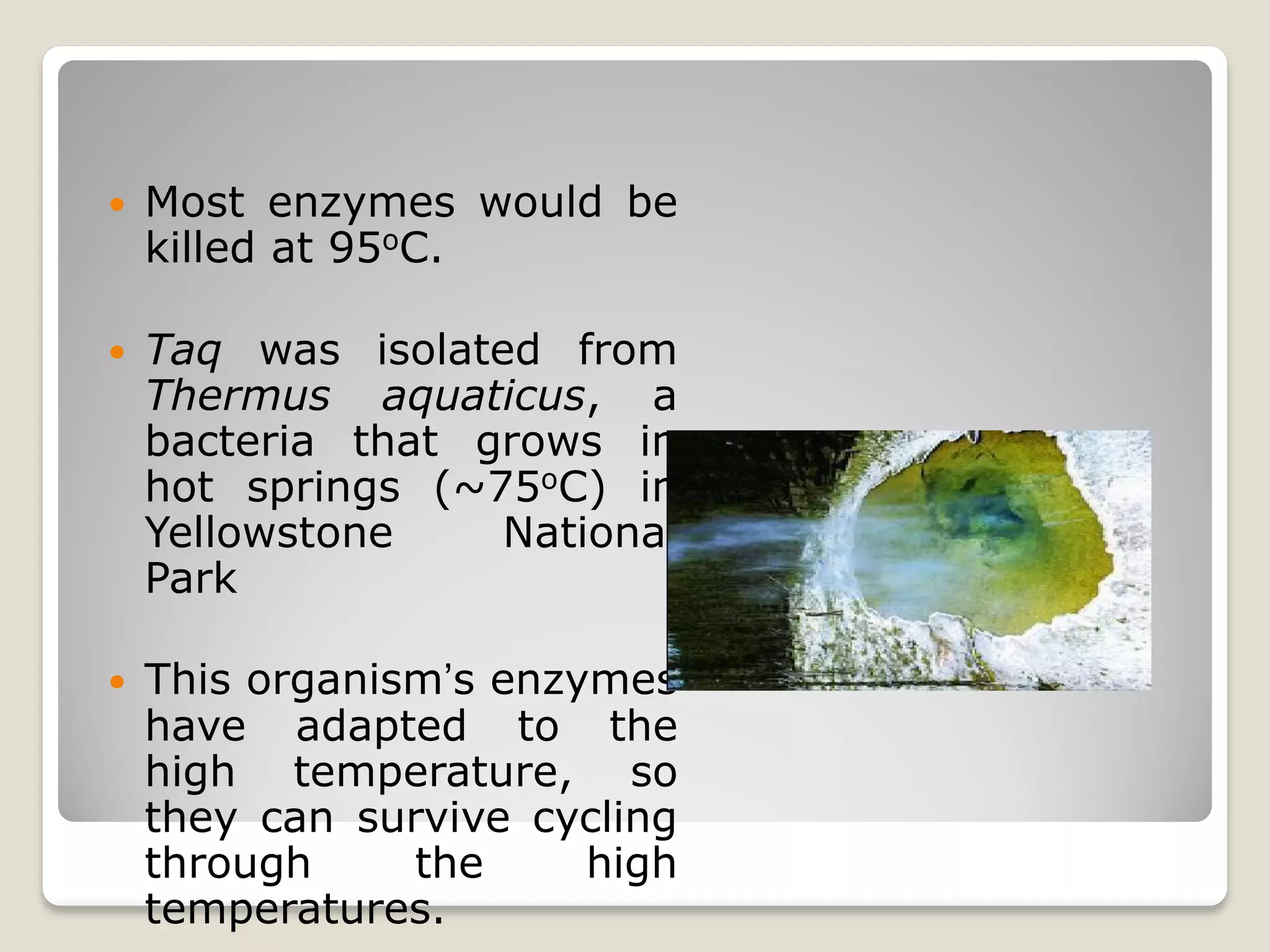  Most enzymes would be
killed at 95oC.
 Taq was isolated from
Thermus aquaticus, a
bacteria that grows in
hot springs (~75oC) in
Yellowstone National
Park
 This organism’s enzymes
have adapted to the
high temperature, so
they can survive cycling
through the high
temperatures.
 