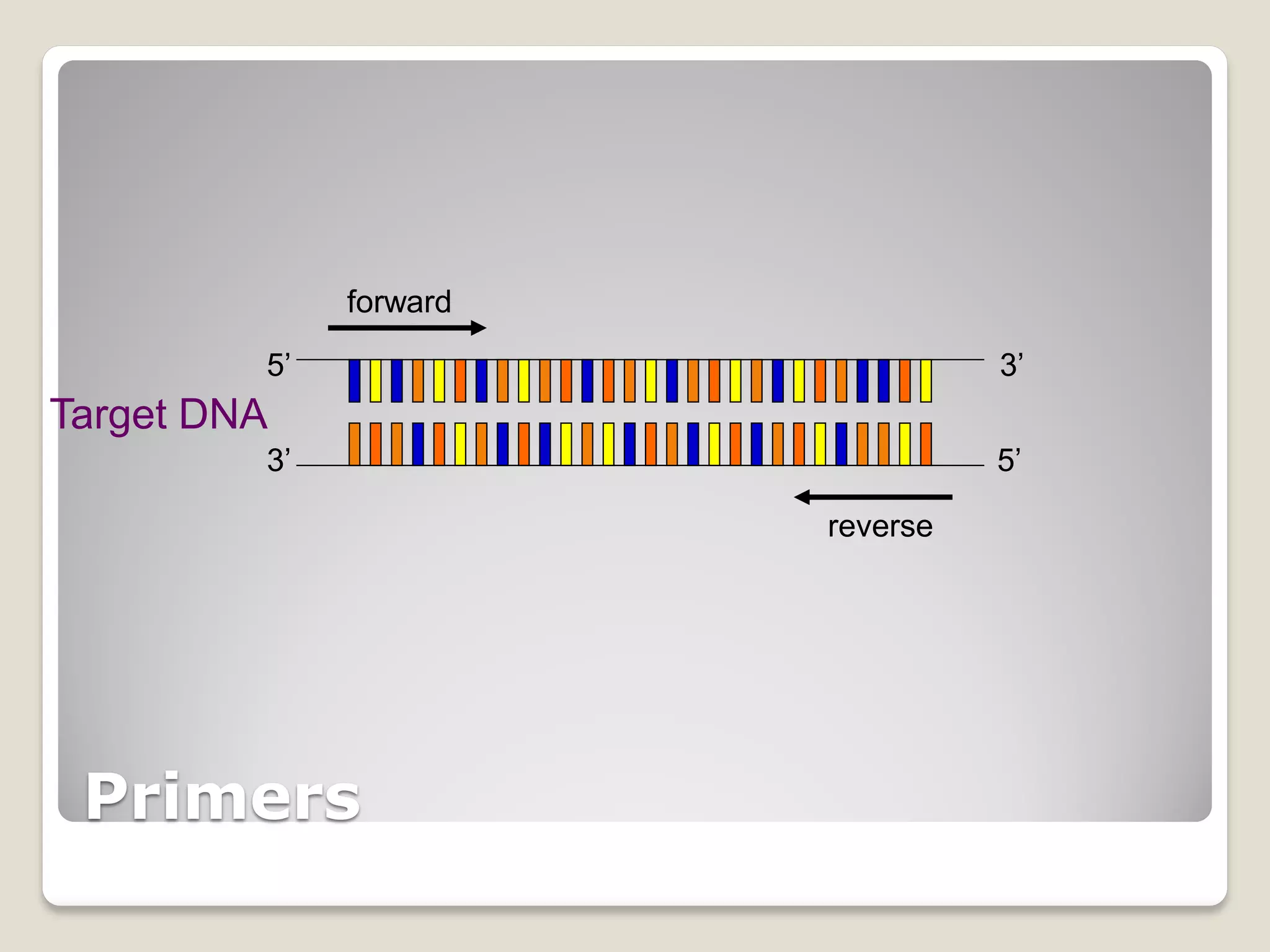 Primers
Target DNA
5’ 3’
3’ 5’
forward
reverse
 