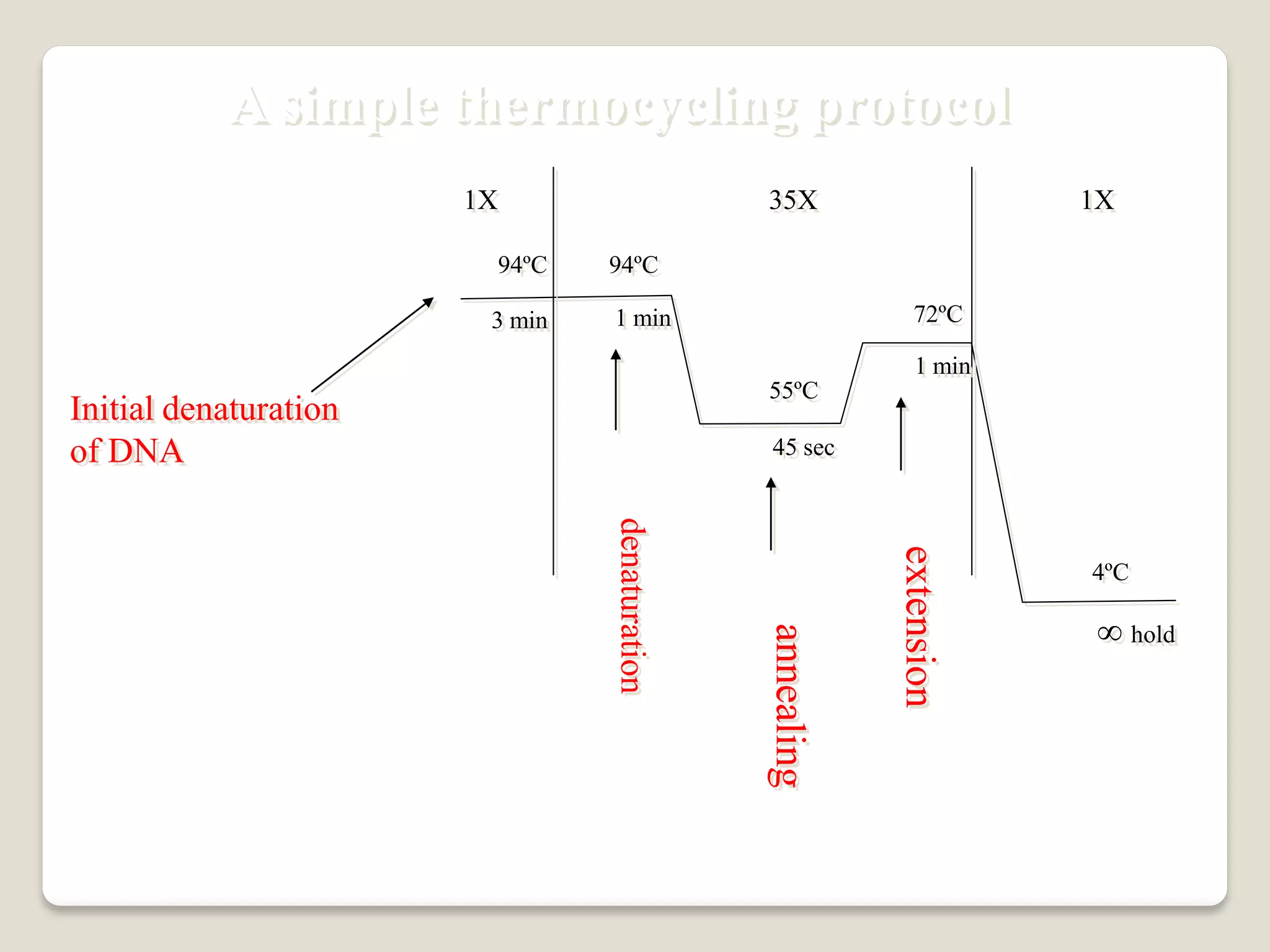 A simple thermocycling protocol
annealing
94ºC 94ºC
55ºC
72ºC
4ºC
3 min 1 min
45 sec
1 min
∞ hold
Initial denaturation
of DNA
1X 35X 1X
extension
denaturation
 