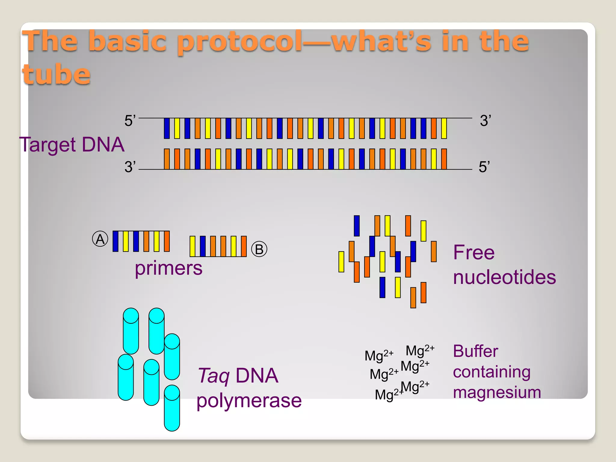 The basic protocol—what’s in the
tube
Target DNA
5’ 3’
3’ 5’
primers
A
B Free
nucleotides
Taq DNA
polymerase
Mg2+
Mg2+
Mg2+
Mg2+
Mg2+
Mg2+
Buffer
containing
magnesium
 
