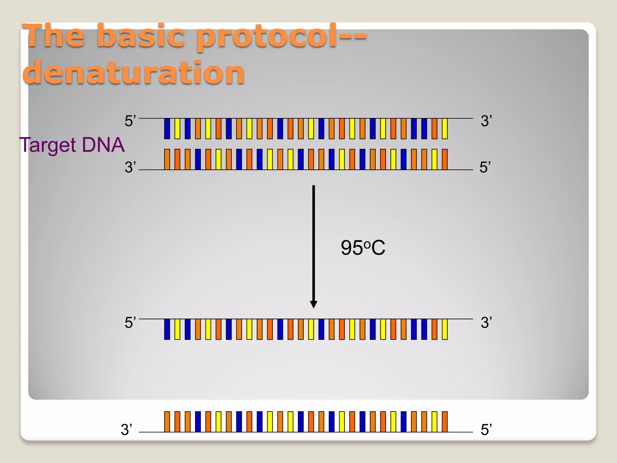 The basic protocol--
denaturation
Target DNA
95oC
5’ 3’
3’ 5’
5’ 3’
3’ 5’
 