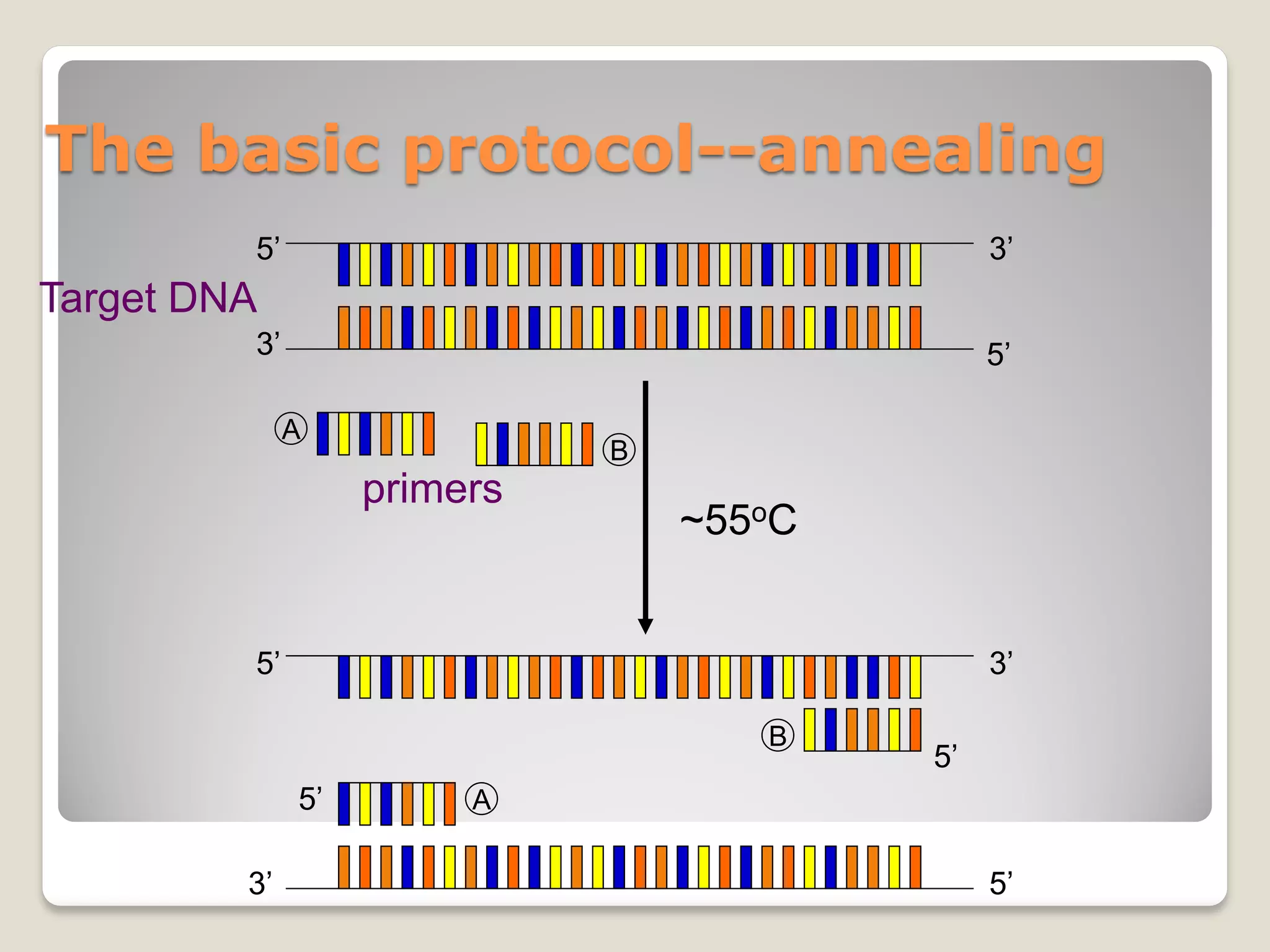 The basic protocol--annealing
~55oC
5’ 3’
3’ 5’
5’ 3’
3’ 5’
5’
5’
Target DNA
A
B
primers
A
B
 