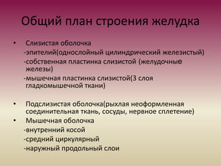 пищ сист гист.pptx