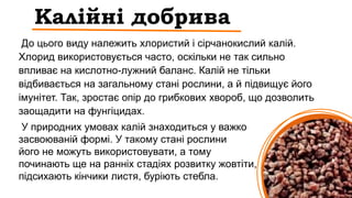 Калійні добрива
До цього виду належить хлористий і сірчанокислий калій.
Хлорид використовується часто, оскільки не так сильно
впливає на кислотно-лужний баланс. Калій не тільки
відбивається на загальному стані рослини, а й підвищує його
імунітет. Так, зростає опір до грибкових хвороб, що дозволить
заощадити на фунгіцидах.
У природних умовах калій знаходиться у важко
засвоюваній формі. У такому стані рослини
його не можуть використовувати, а тому
починають ще на ранніх стадіях розвитку жовтіти,
підсихають кінчики листя, буріють стебла.
 