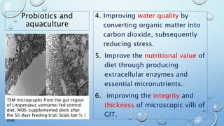Probiotics and
aquaculture
4. Improving water quality by
converting organic matter into
carbon dioxide, subsequently
reducing stress.
5. Improve the nutritional value of
diet through producing
extracellular enzymes and
essential micronutrients.
6. improving the integrity and
thickness of microscopic villi of
GIT.
13
TEM micrographs from the gut region
of Litopenaeus vannamei fed control
diet, MOS-supplemented diets after
the 56 days feeding trial. Scale bar ¼ 1
mm
 