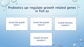 Probiotics up-regulate growth related genes
in fish as
15
Insulin like growth
factor I
Insulin like growth
factor II
Growth hormone
receptor I
Growth hormone
receptor II
 