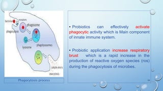 • Probiotics can effectively activate
phagocytic activity which is Main component
of innate immune system.
• Probiotic application increase respiratory
brust which is a rapid increase in the
production of reactive oxygen species (ros)
during the phagocytosis of microbes.
19
Phagocytosis process
 