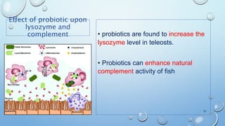 Effect of probiotic upon
lysozyme and
complement • probiotics are found to increase the
lysozyme level in teleosts.
• Probiotics can enhance natural
complement activity of fish
21
 