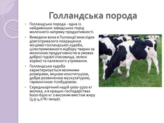 Породи ВРХ.ppt