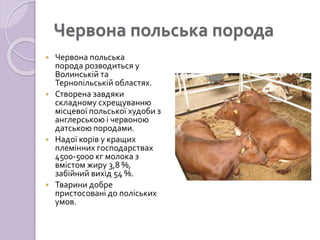 Породи ВРХ.ppt