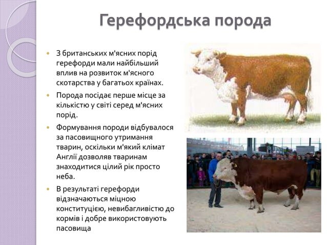 Породи ВРХ.ppt