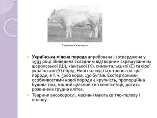 Породи ВРХ.ppt