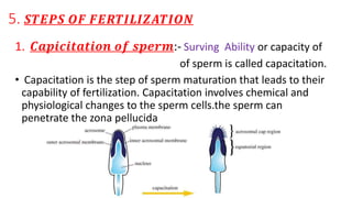 Capacitation Process Biochemistry of fertilization. | PPTX