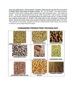 days and yields about 875 kg seeds / hectare. Green leaves can give four cuts which
is started when crop attains a height of about 20 - 25 cm height . For seed purpose,
harvest is done when capsule gets matured and start changing colour from green to
brown. Over ripe capsule fetch lower price. After harvest the crop is dried in sunlight
for 6-7 days before threshing. Harvested plants are dried under sun for 1-2 days to bring
the moisture levels down to 18-20%. This dried plant is then thrashed to remove the
seeds. Seeds are further dried under shade to bring the moisture levels down to 8-10%.
The produce is winnowed, cleaned and dried in partial shade. After drying, the produce
is stored in gunny bags lined with paper.
CORIANDER PRODUCTION TECHNOLOGY
CORIANDER SEED
CORIANDER SEED CORIANDER SEED
CORIANDER SEED
CORIENDER SEED CORIENDER SEED
CORIANDER SEED SPLITS
CORIANDER SEED
SPLITS
FURROW SOWING
 