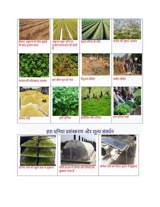 र्ेितर अंक
ु रण क
े नलए र्ुवाई
क
े र्ाद पुआल मशच
अंक
ु रण शुरू िोिे पर
पुआल मशच िटा दी जाती
िै
र्ढते धनिया क
े पौधे फसल की पुष्पि अवस्था
फसल की पररपक्वता अवस्था िरा र्ीज भूरा िो गया मैिुअल थ्रेनशंग मशीि थ्रेनशंग
धनिया मंडी िरी धनिया िावेक्तस्टंग ग्रीि धनिया िरा धनिया मंडी
िरा धनिया प्रसंस्करण और मूल्य संवधधि
धनिया पिी को खुली िवा में सुखािा पॉली िाउस में धनिया की पनियों को
सुखाया जाता िै
धनिया पिी को सोलर ड
र ायर में सुखािा
 