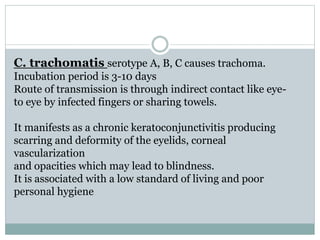 C. trachomatis serotype A, B, C causes trachoma.
Incubation period is 3-10 days
Route of transmission is through indirect contact like eye-
to eye by infected fingers or sharing towels.
It manifests as a chronic keratoconjunctivitis producing
scarring and deformity of the eyelids, corneal
vascularization
and opacities which may lead to blindness.
It is associated with a low standard of living and poor
personal hygiene
 