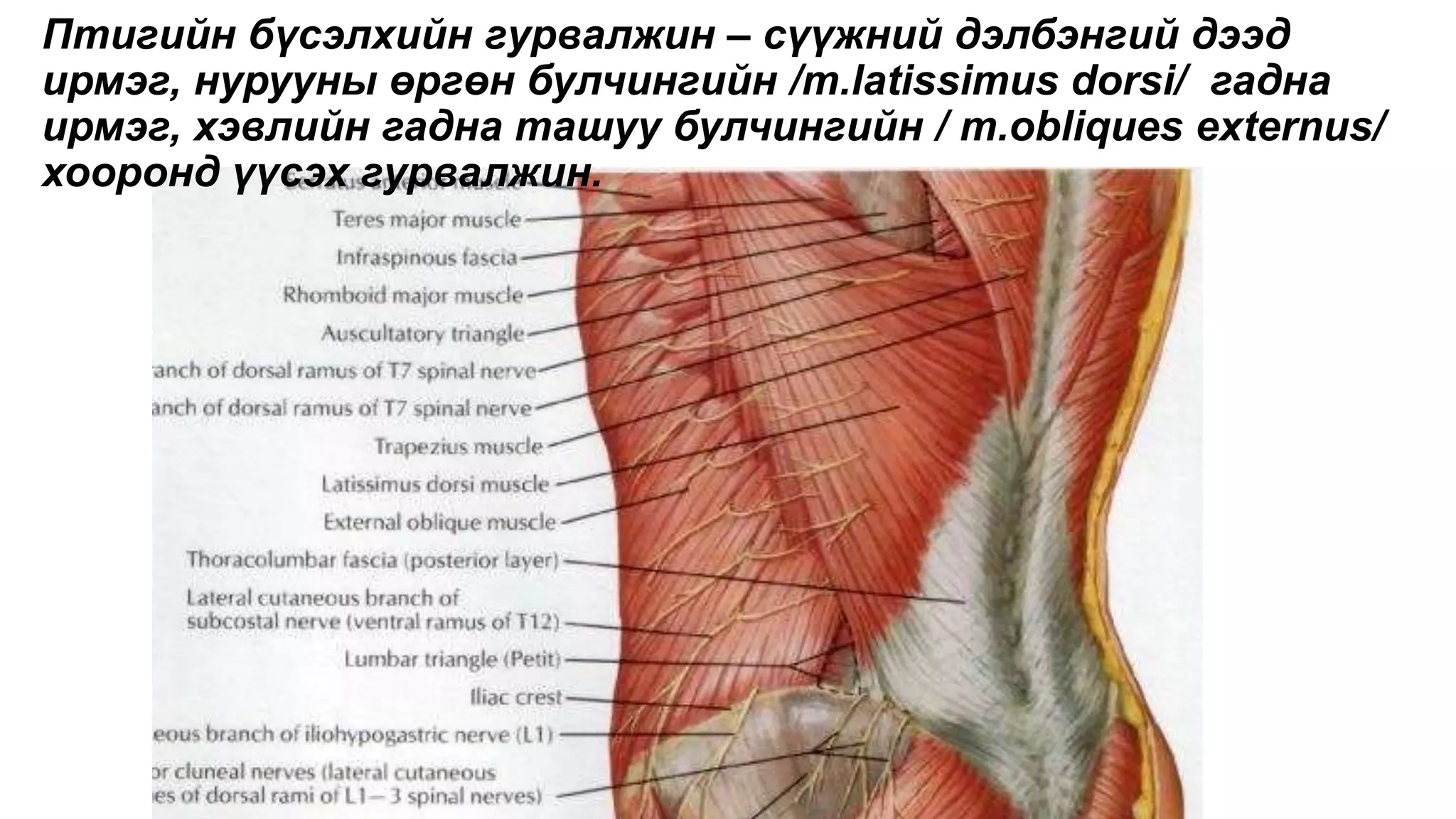 МУХАР ОЛГОЙН ҮРЭВСЭЛ.pptx