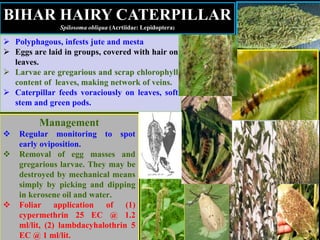  Polyphagous, infests jute and mesta
 Eggs are laid in groups, covered with hair on
leaves.
 Larvae are gregarious and scrap chlorophyll
content of leaves, making network of veins.
 Caterpillar feeds voraciously on leaves, soft
stem and green pods.
BIHAR HAIRY CATERPILLAR
Spilosoma obliqua (Acrtiidae: Lepidoptera)
Management
 Regular monitoring to spot
early oviposition.
 Removal of egg masses and
gregarious larvae. They may be
destroyed by mechanical means
simply by picking and dipping
in kerosene oil and water.
 Foliar application of (1)
cypermethrin 25 EC @ 1.2
ml/lit, (2) lambdacyhalothrin 5
EC @ 1 ml/lit.
 