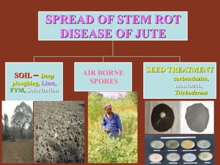 SPREAD OF STEM ROT
DISEASE OF JUTE
SOIL – Deep
ploughing, Lime,
FYM, Solarization
AIR BORNE
SPORES
SEED TREATMENT
carbendazim,
mancozeb,
Trichoderma
 