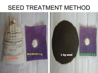 SEED TREATMENT METHOD
BAVISTIN 2 g BAVISTIN 2 g
1 kg seed
1 kg seed
 